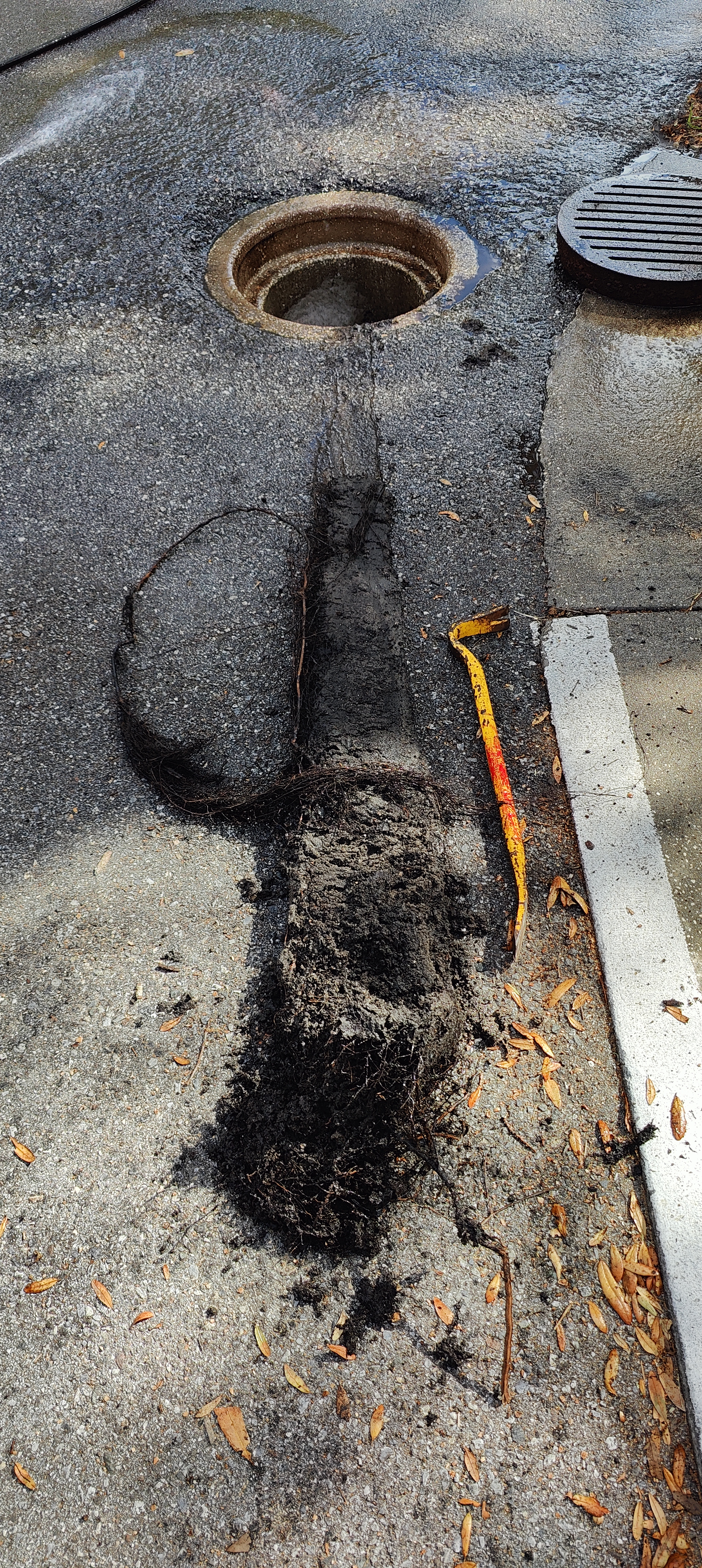 A large root ball pulled from a commercial drain line in Tampa Bay