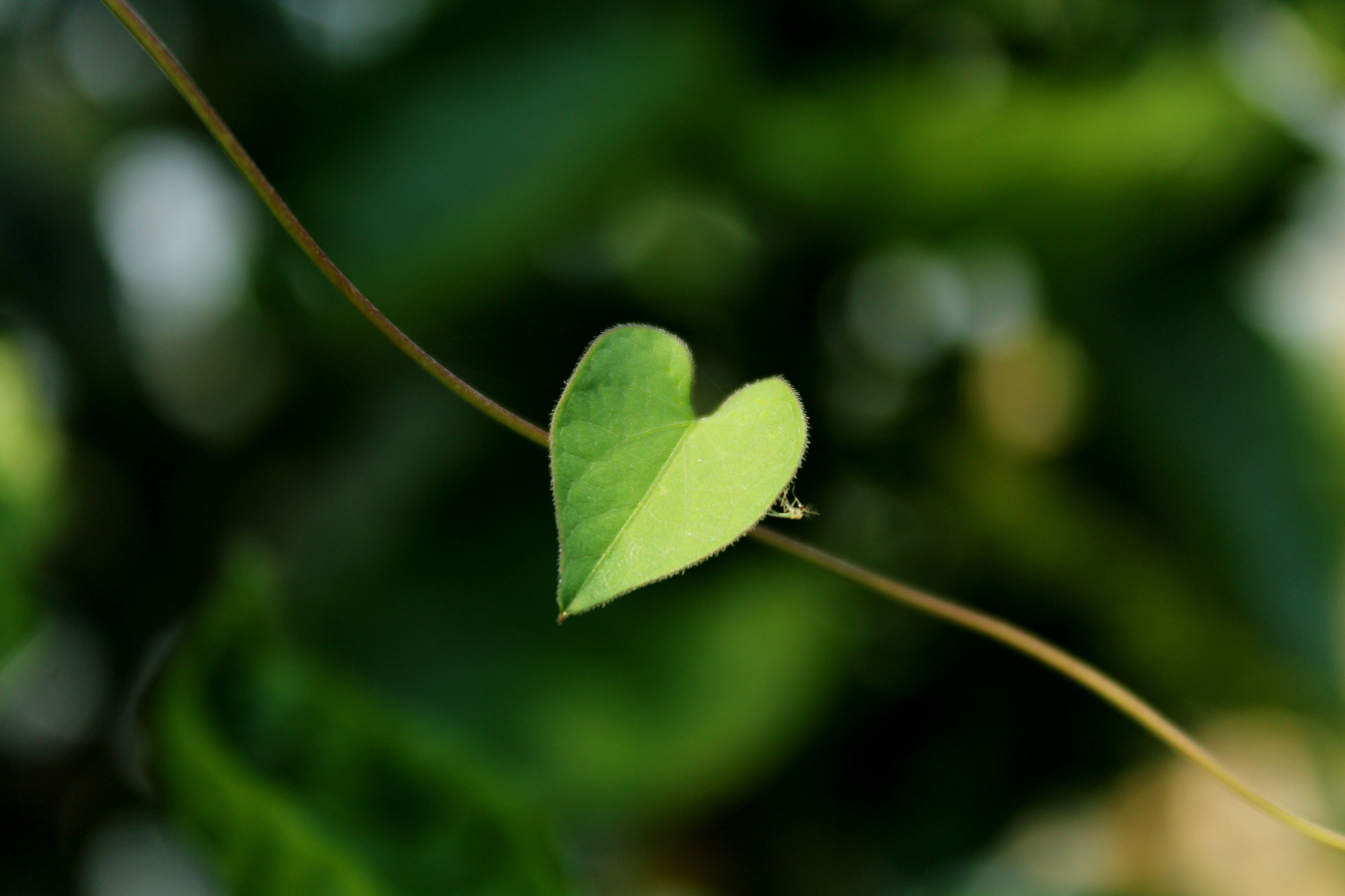 Heart-shaped leaf