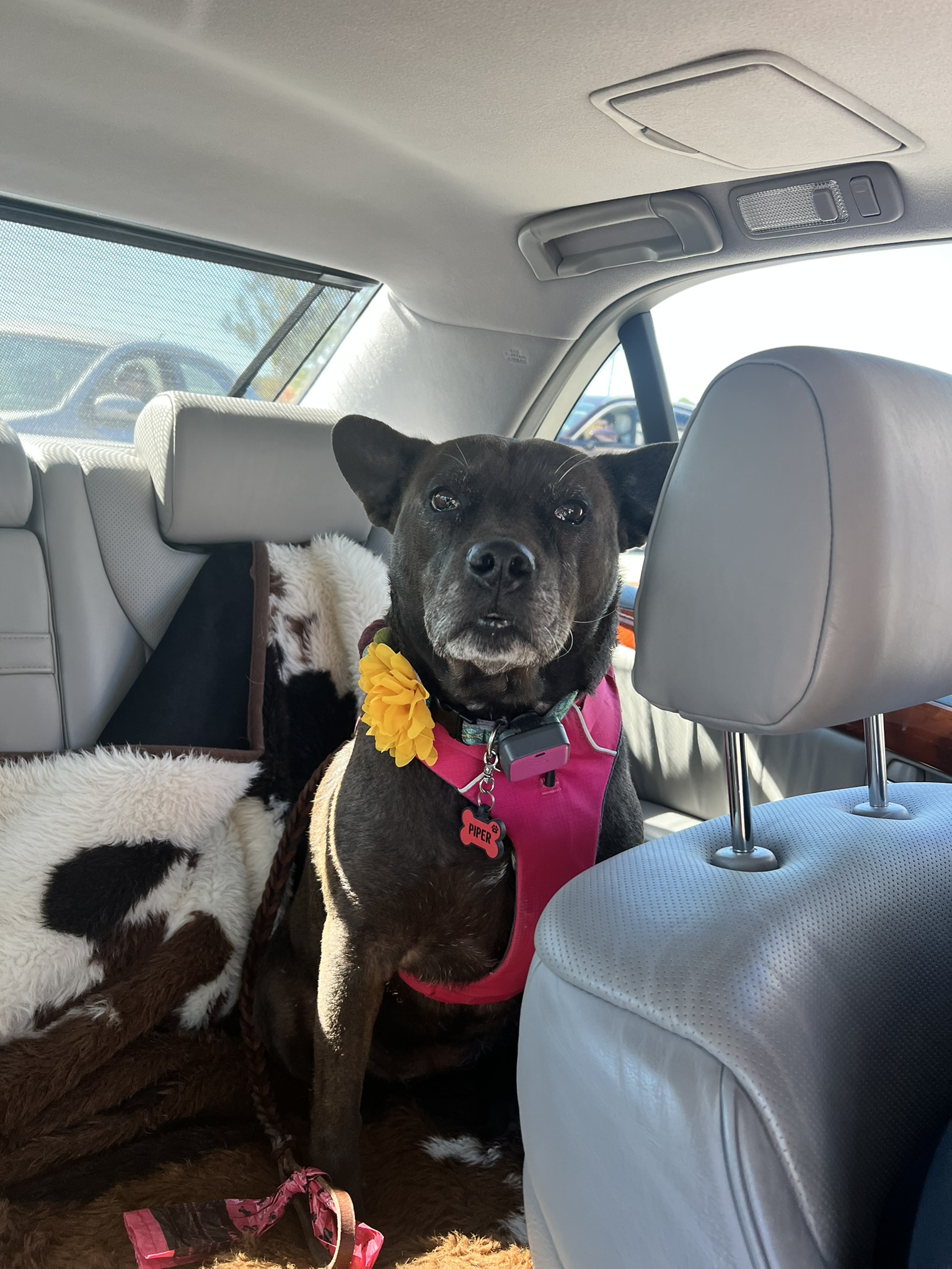 Piper sitting in the back seat of the car during a travel test