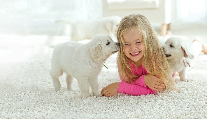Child and puppies on a freshly cleaned carpet