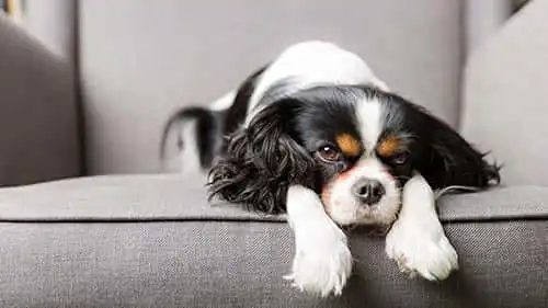 Dog resting on a clean upholstered sofa
