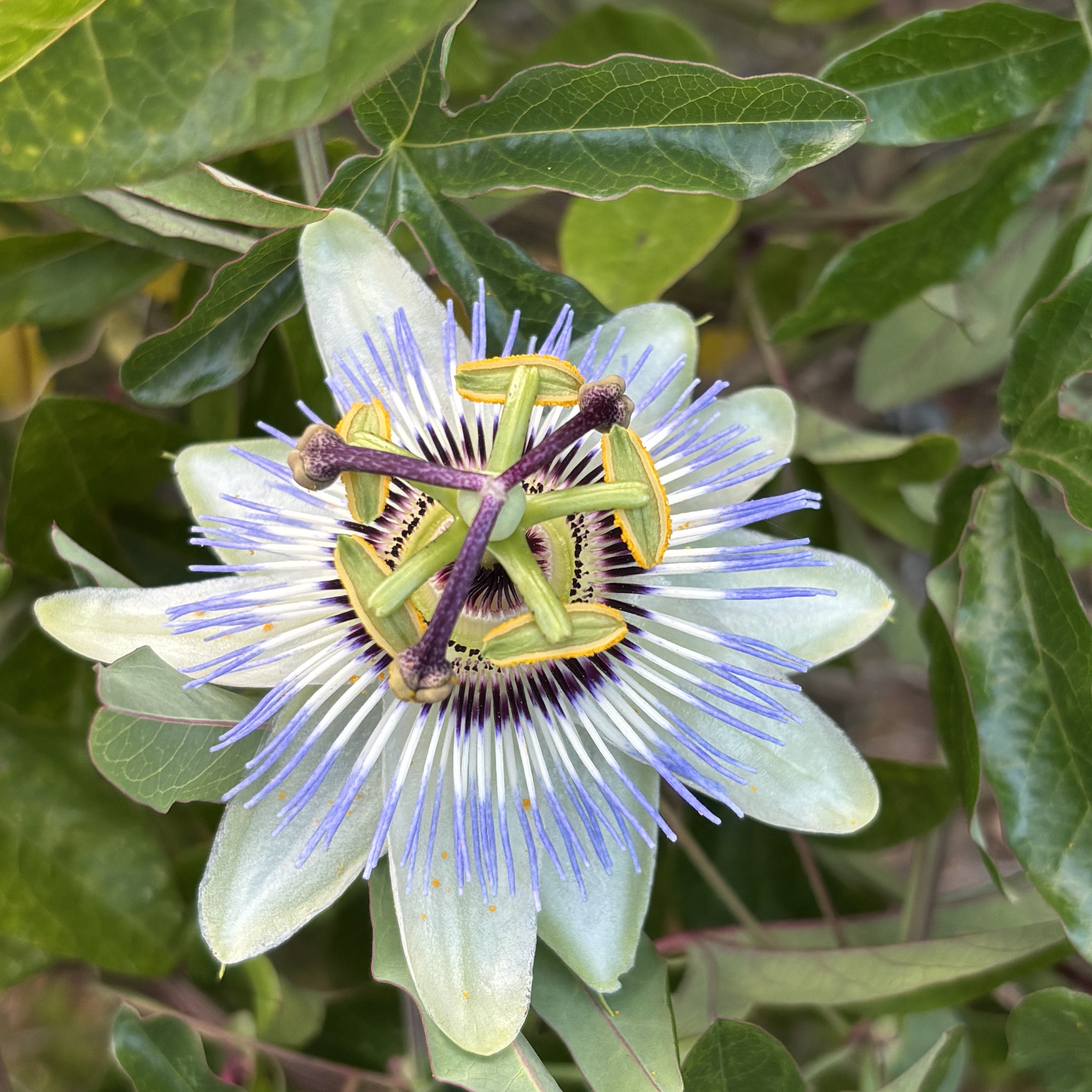 passion flower