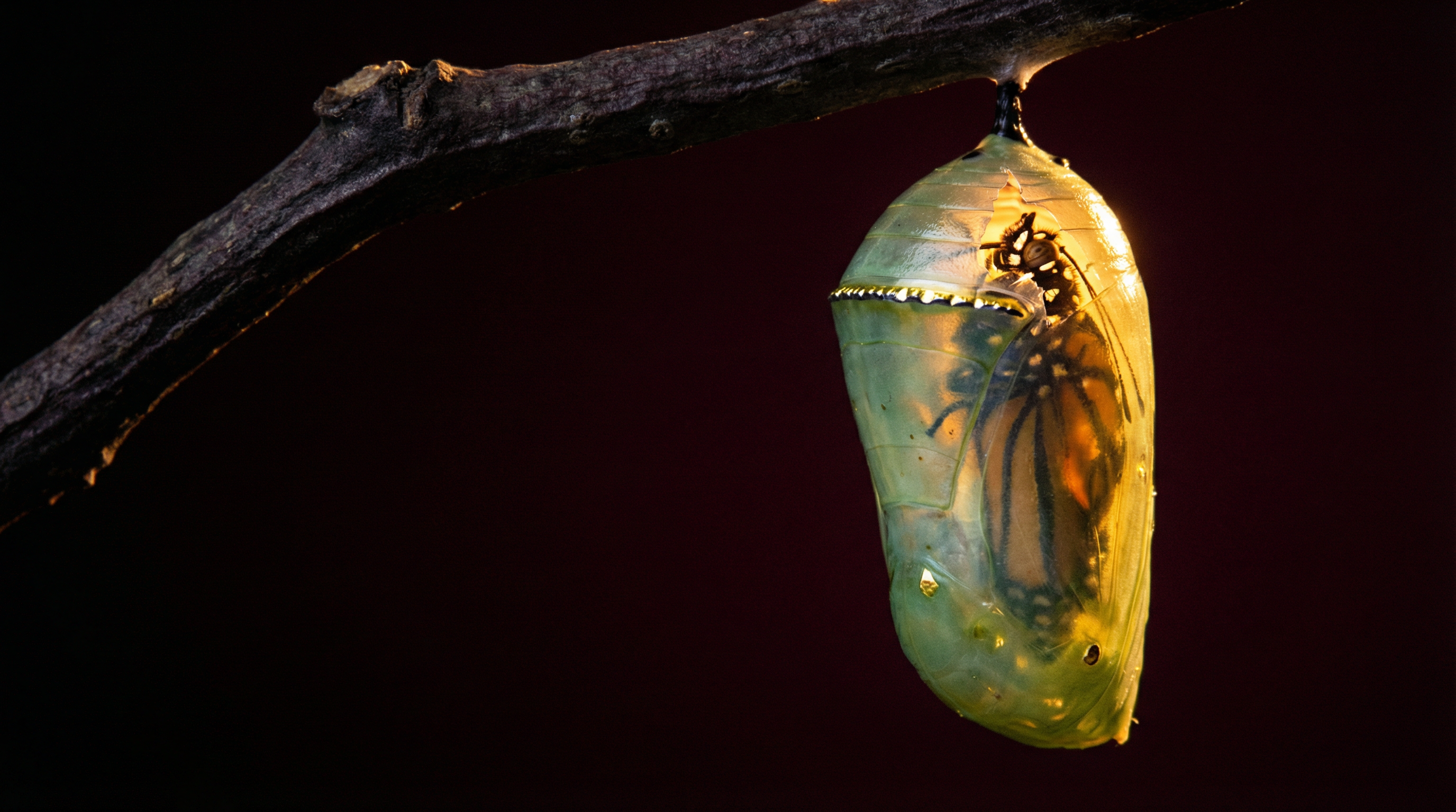 A monarch butterfly chrysalis hanging from a branch, backlit with golden light — the moment of transformation