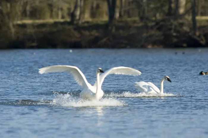 Trumpeter Swans at Magness Lake — Heber Springs, AR