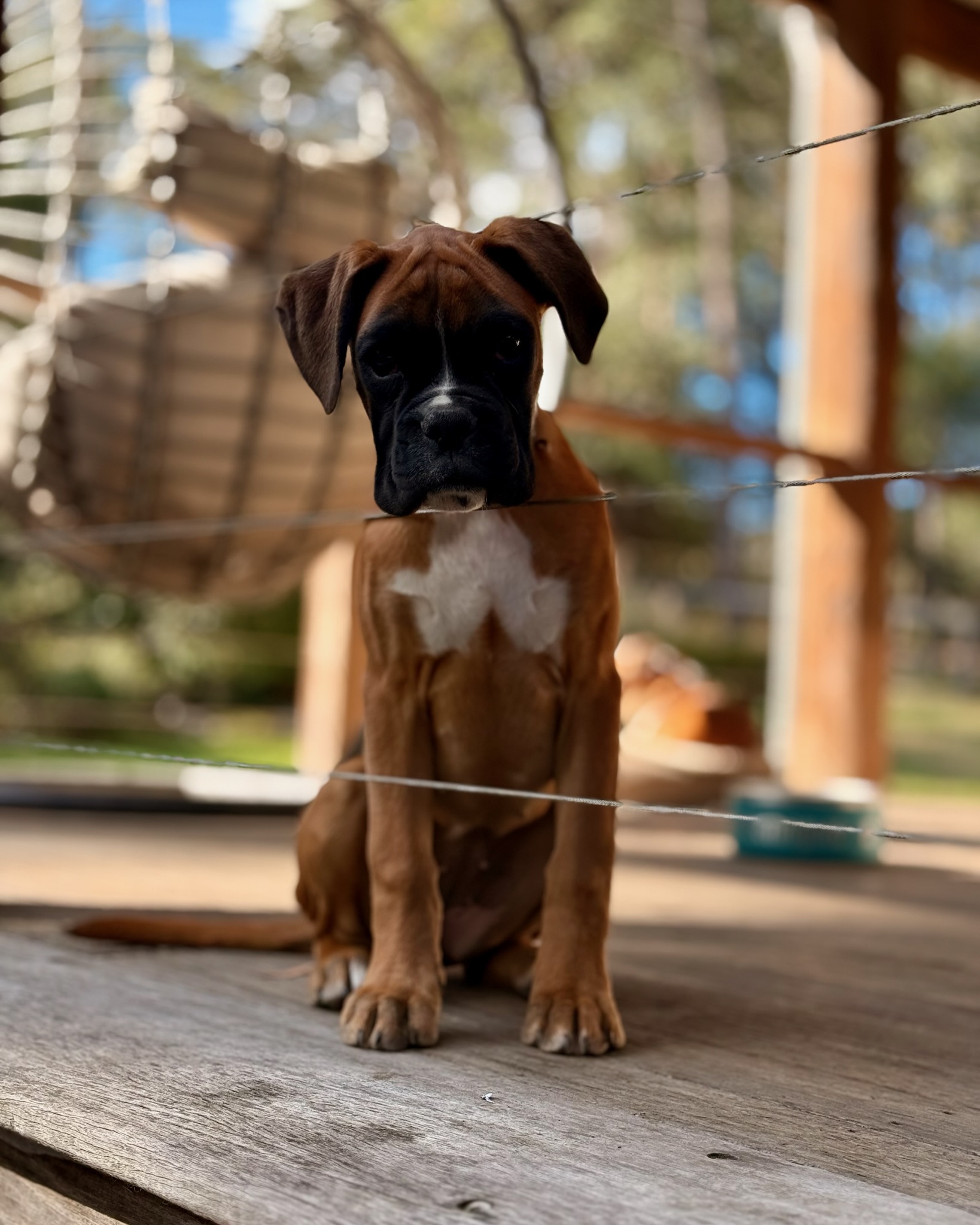 Fairytail Forest Boxer