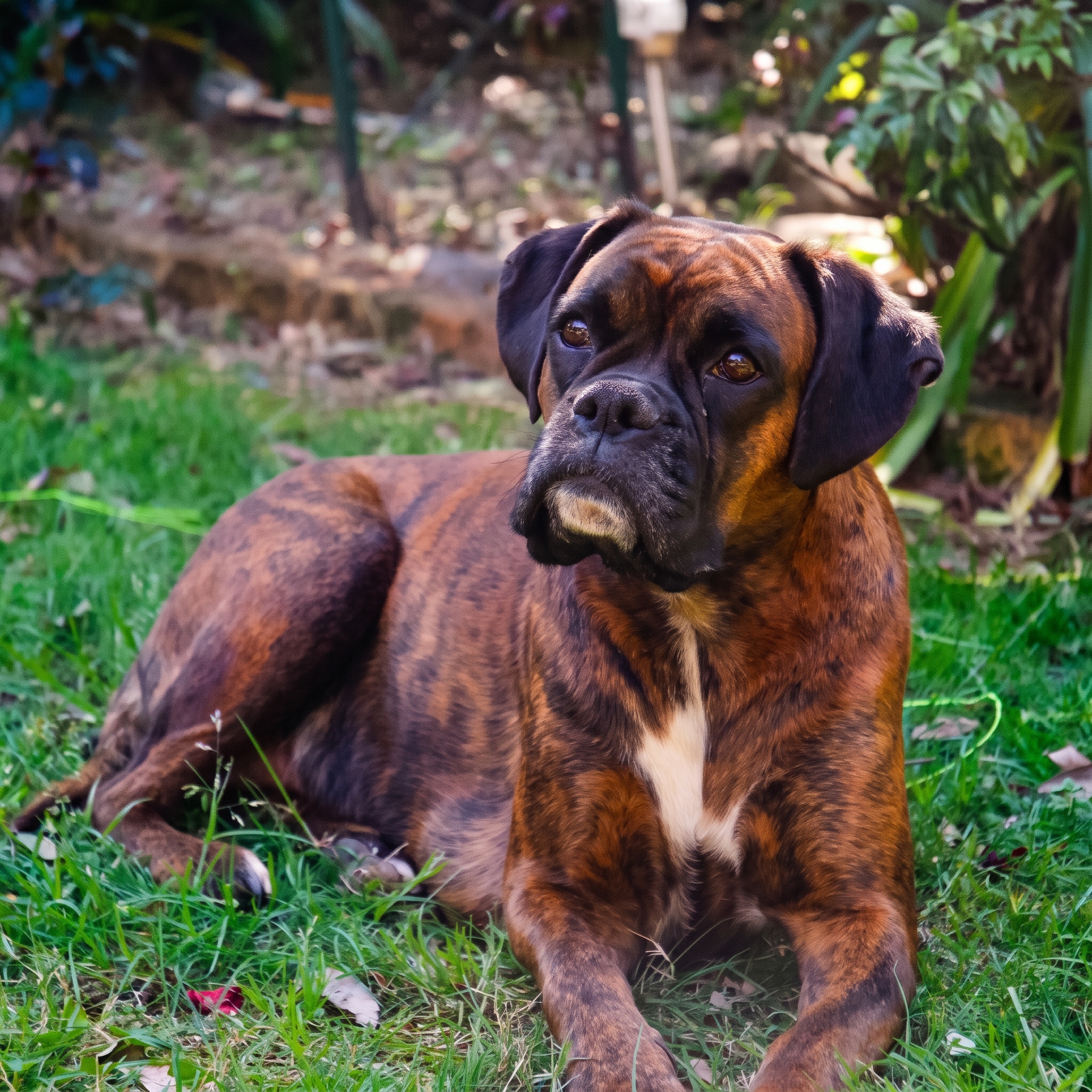 Sweet Boxer Dam