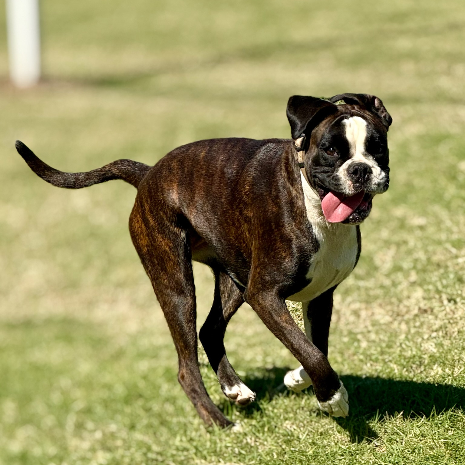 Regal Boxer Sire