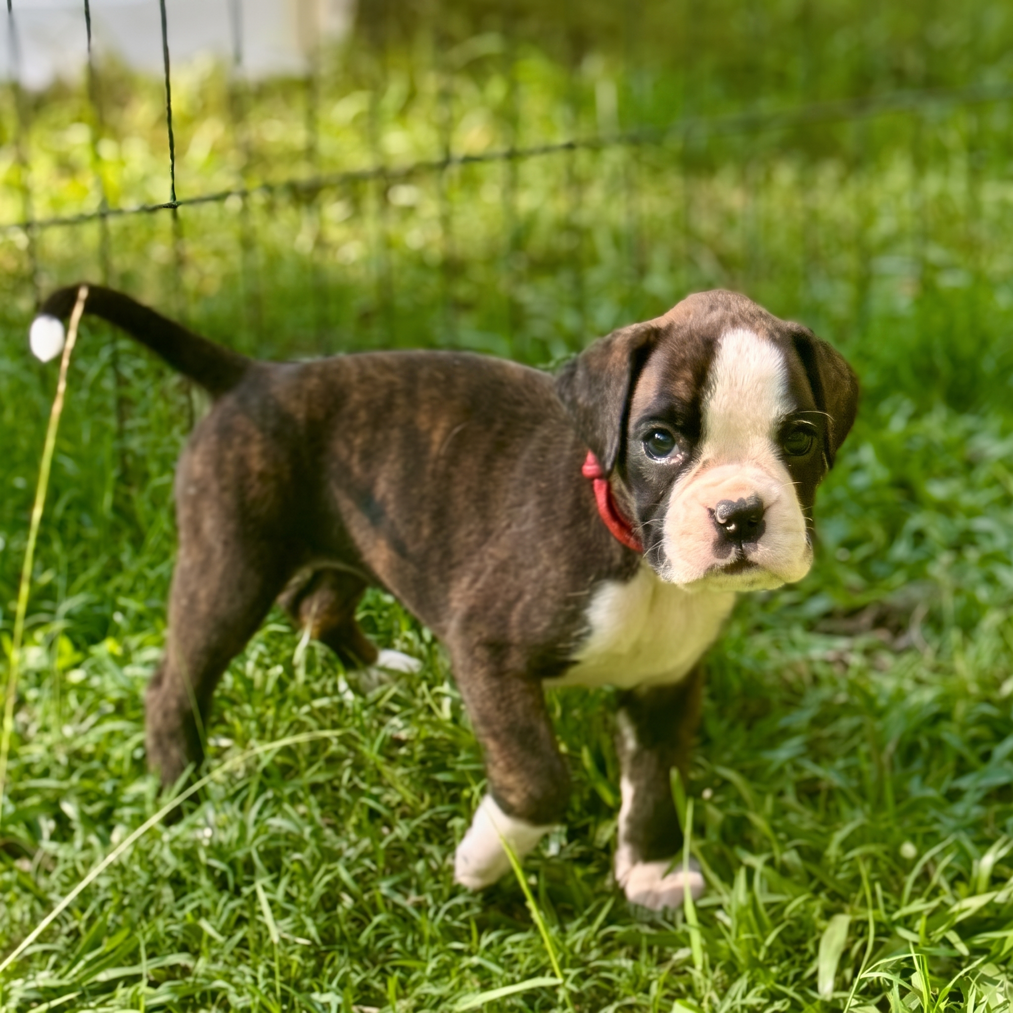 Boxer Puppy