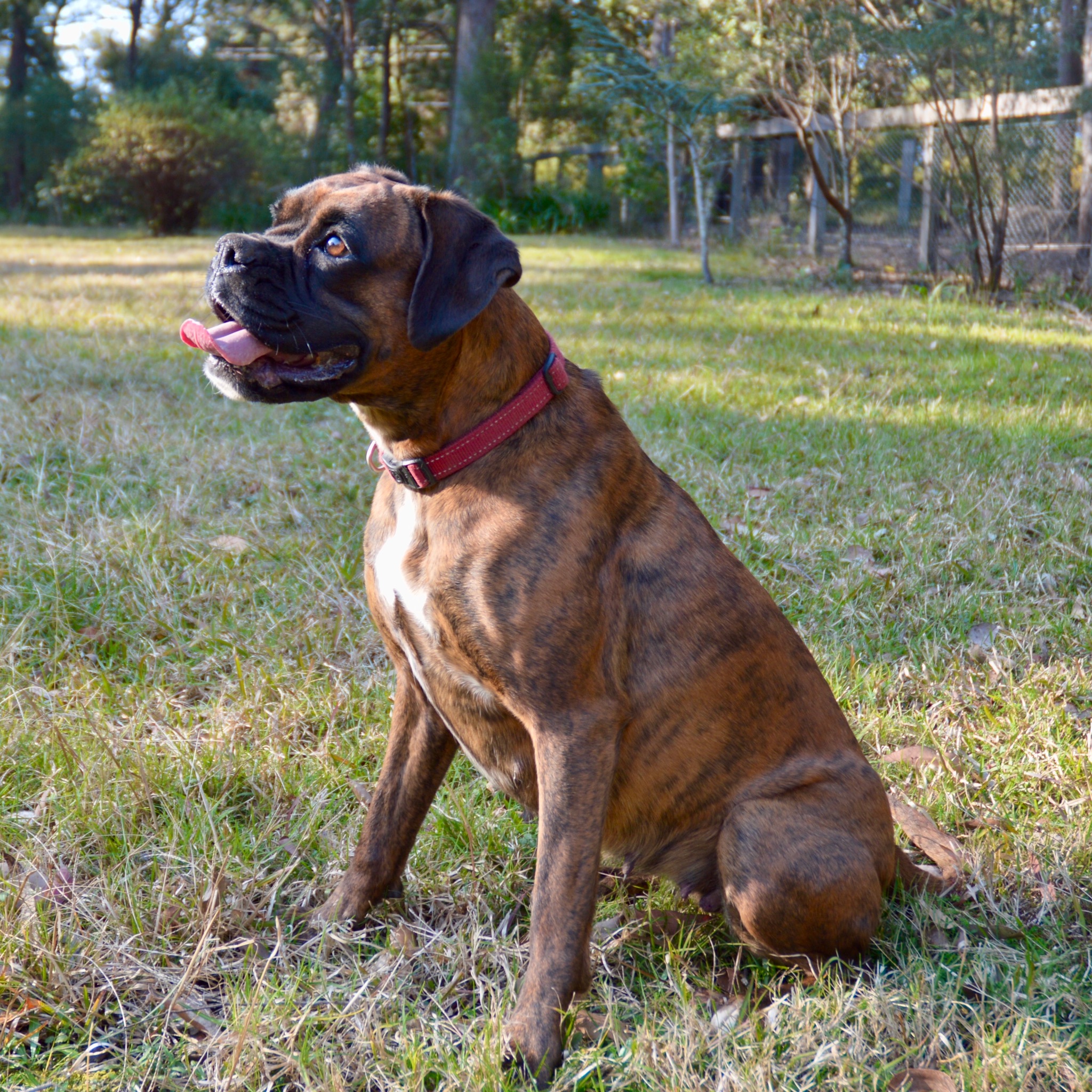 Fairytail Forest Boxer