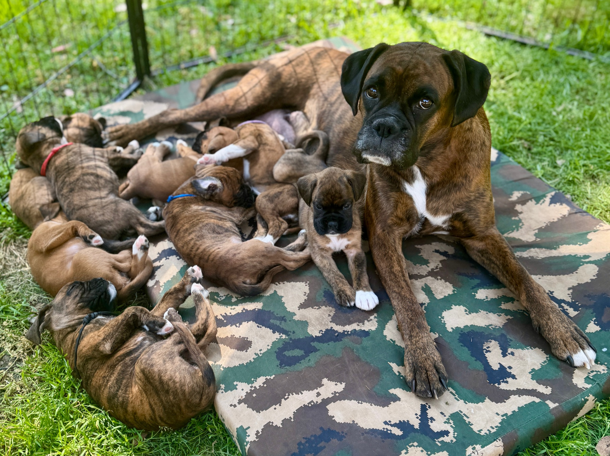 The Secret Chamber Pups