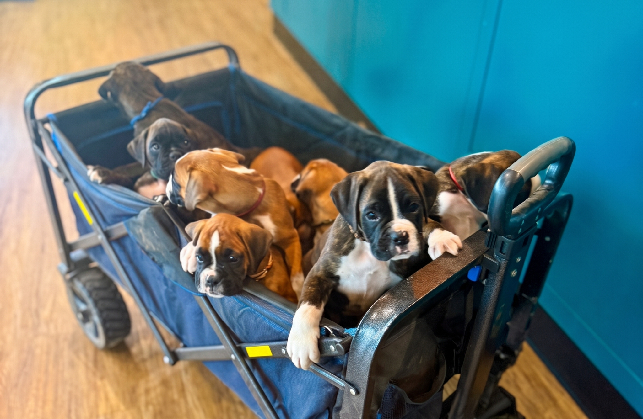 The Triwizard Cup Pups
