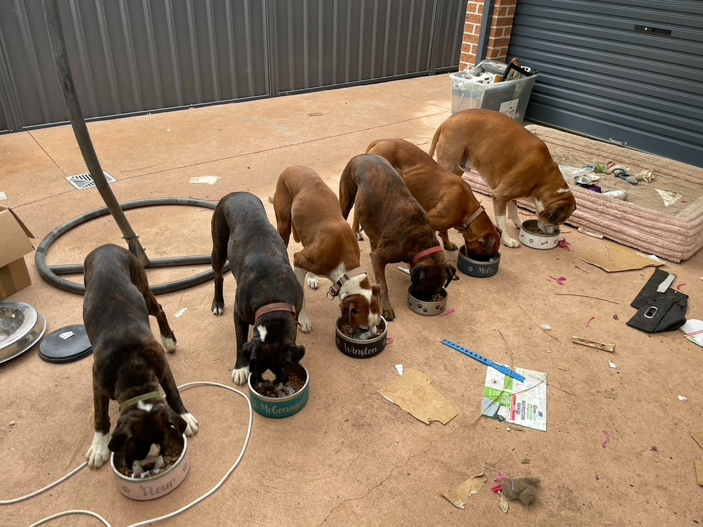Boxer Puppy Feeding Guide: Diet, Kibble & Healthy Growth