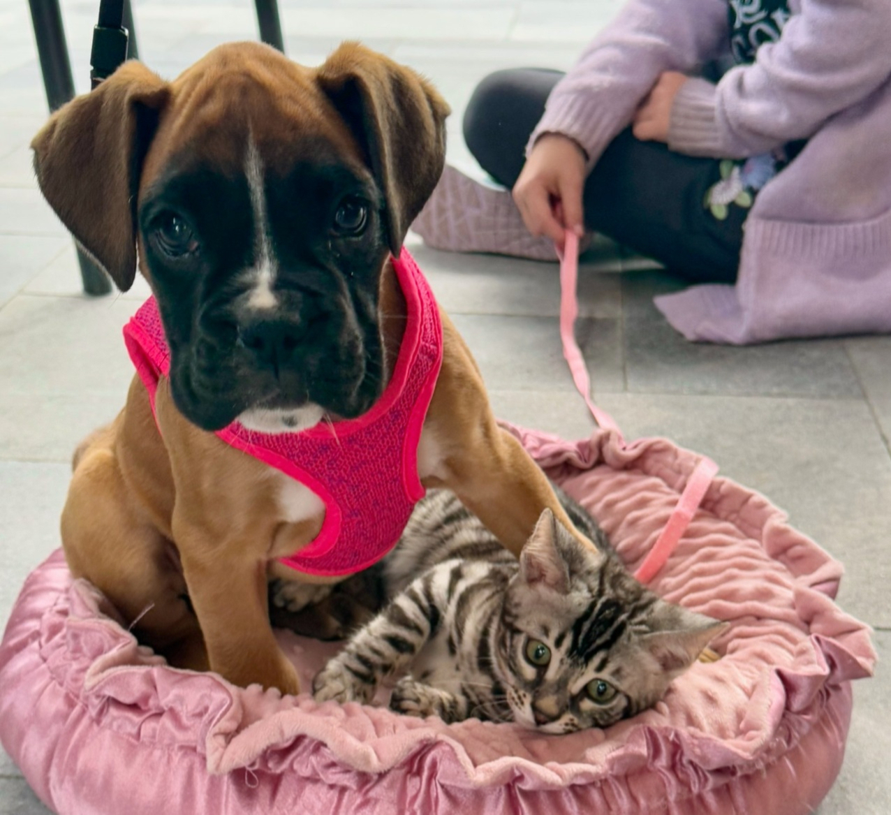 Puppy Homecoming Timeline: What to Expect in the First Month & Beyond