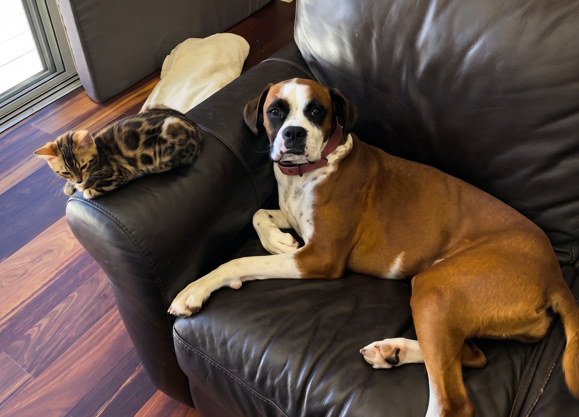 Boxer Love