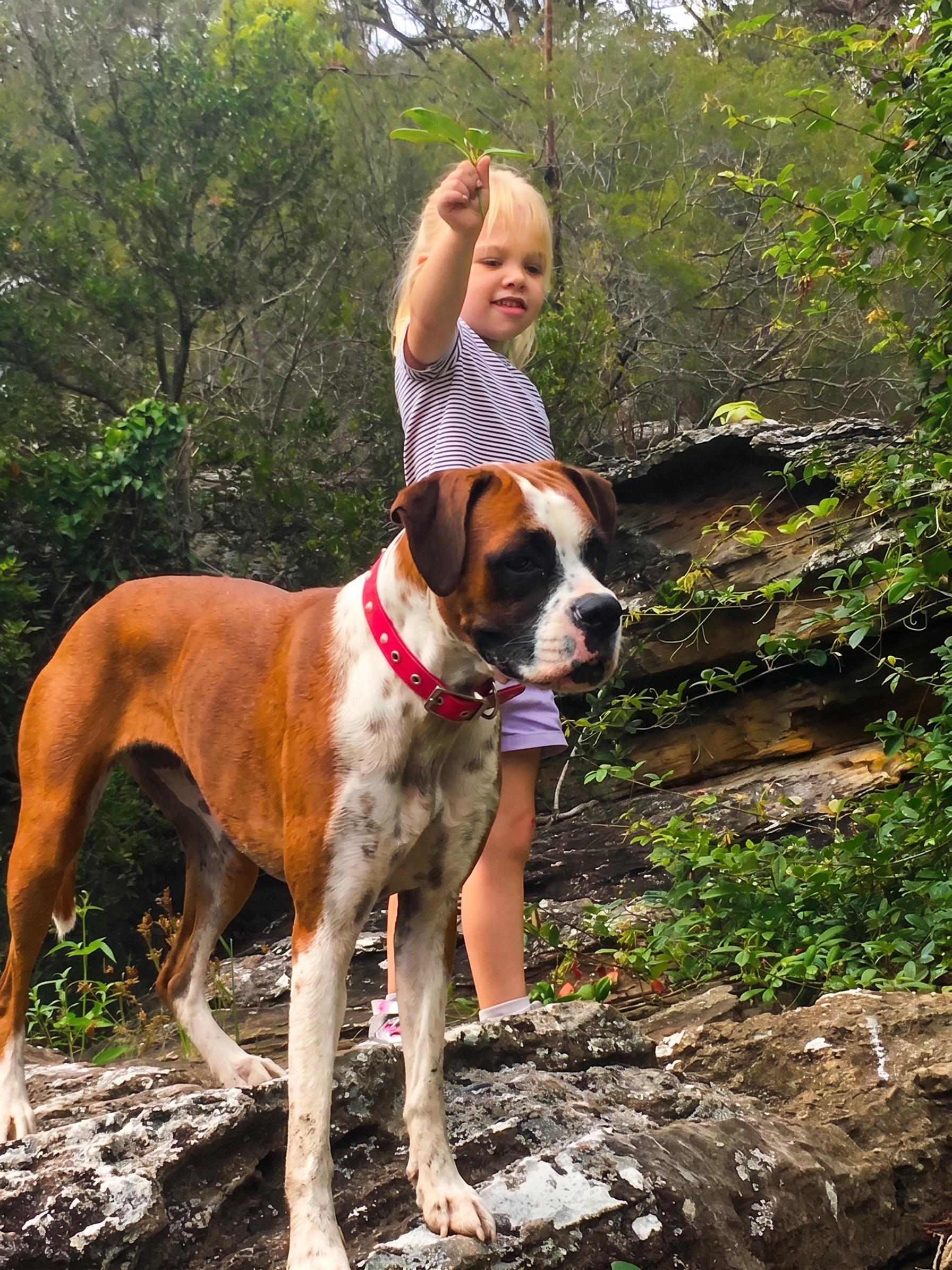The Boxer Breed