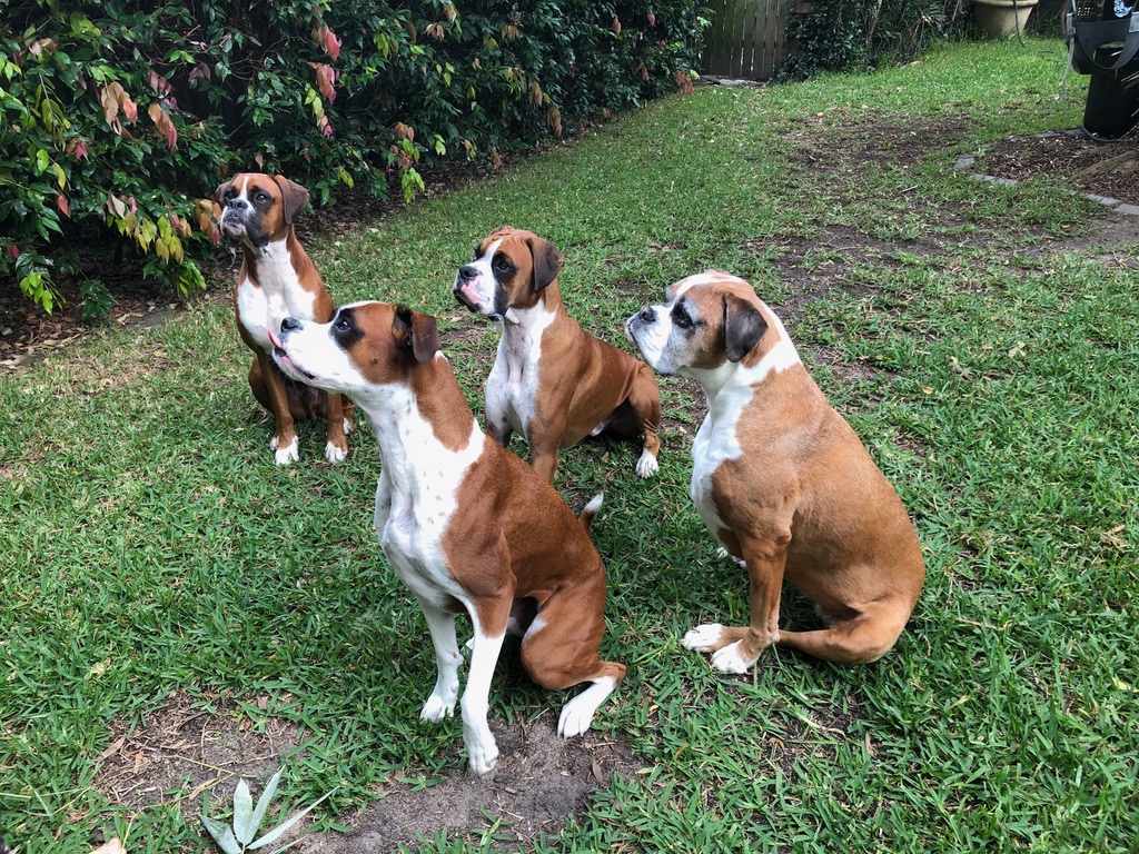 Our Boxer Family