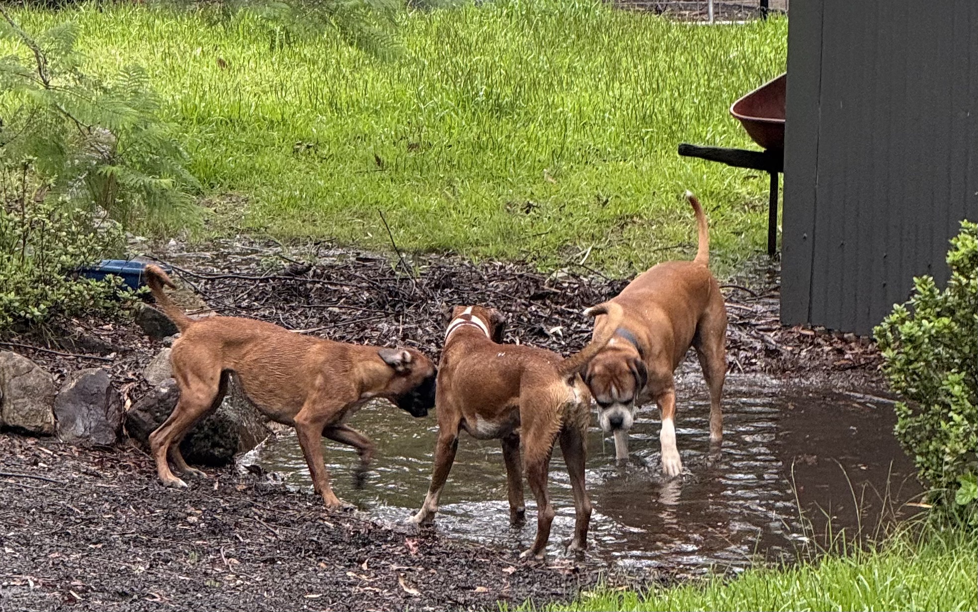 Boxer at Play