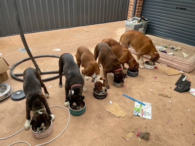Boxer Puppy Feeding Guide: Diet, Kibble & Healthy Growth