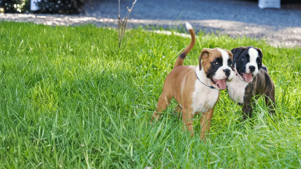 Fairytail Forest Boxer running joyfully in golden hour sunlight