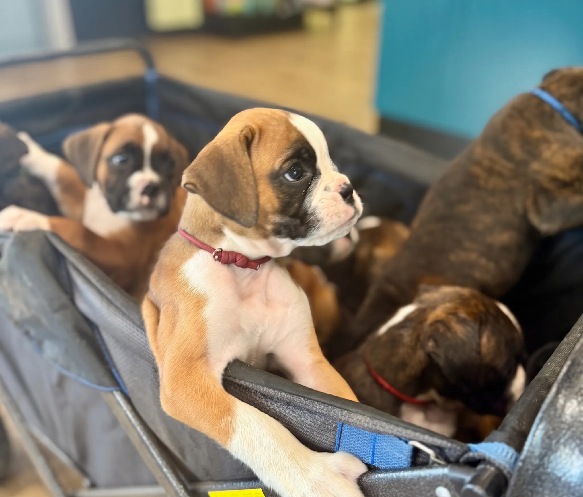 The Azkaban Pups