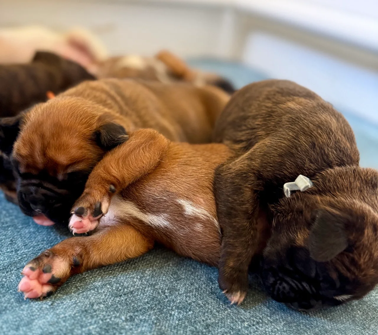 The Triwizard Cup Pups