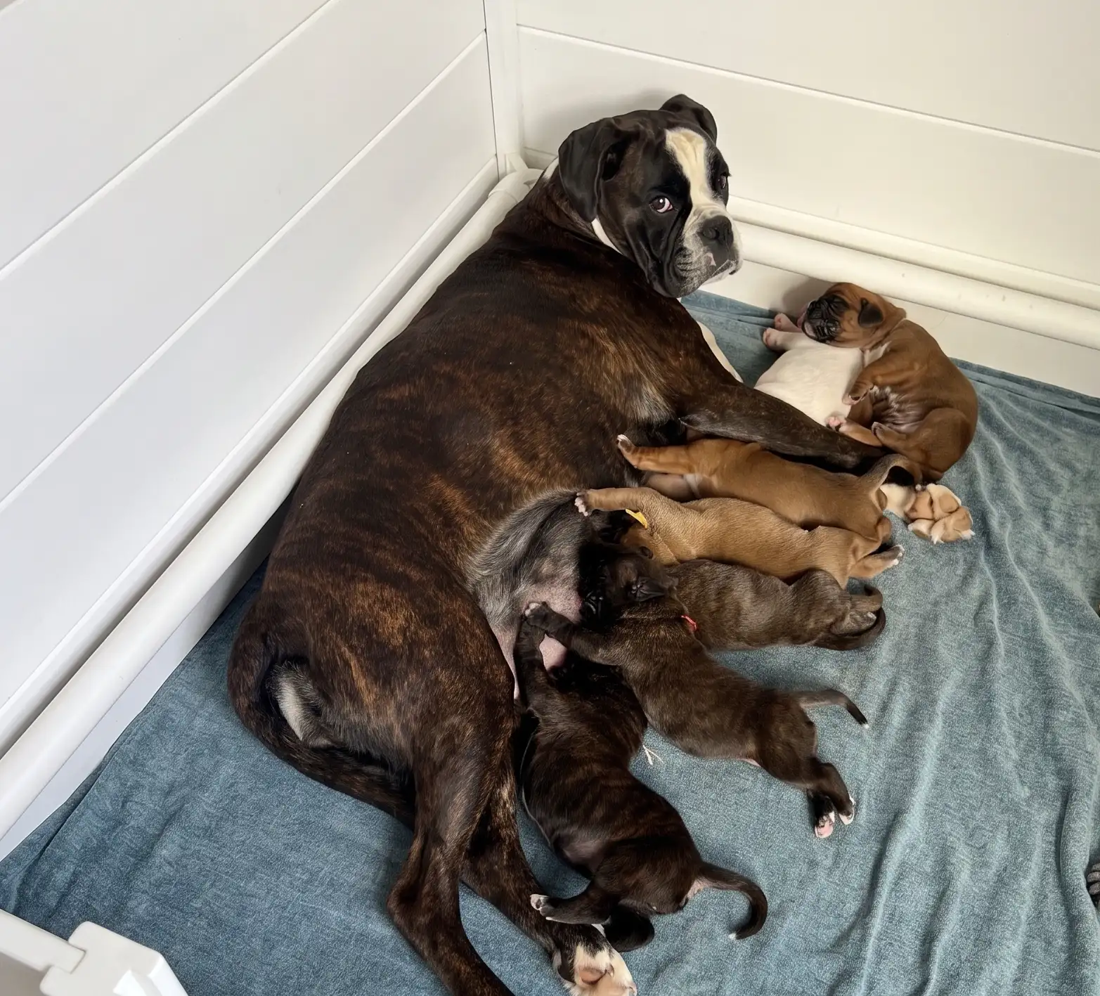 The Triwizard Cup Pups — Fleur Delacour's second litter