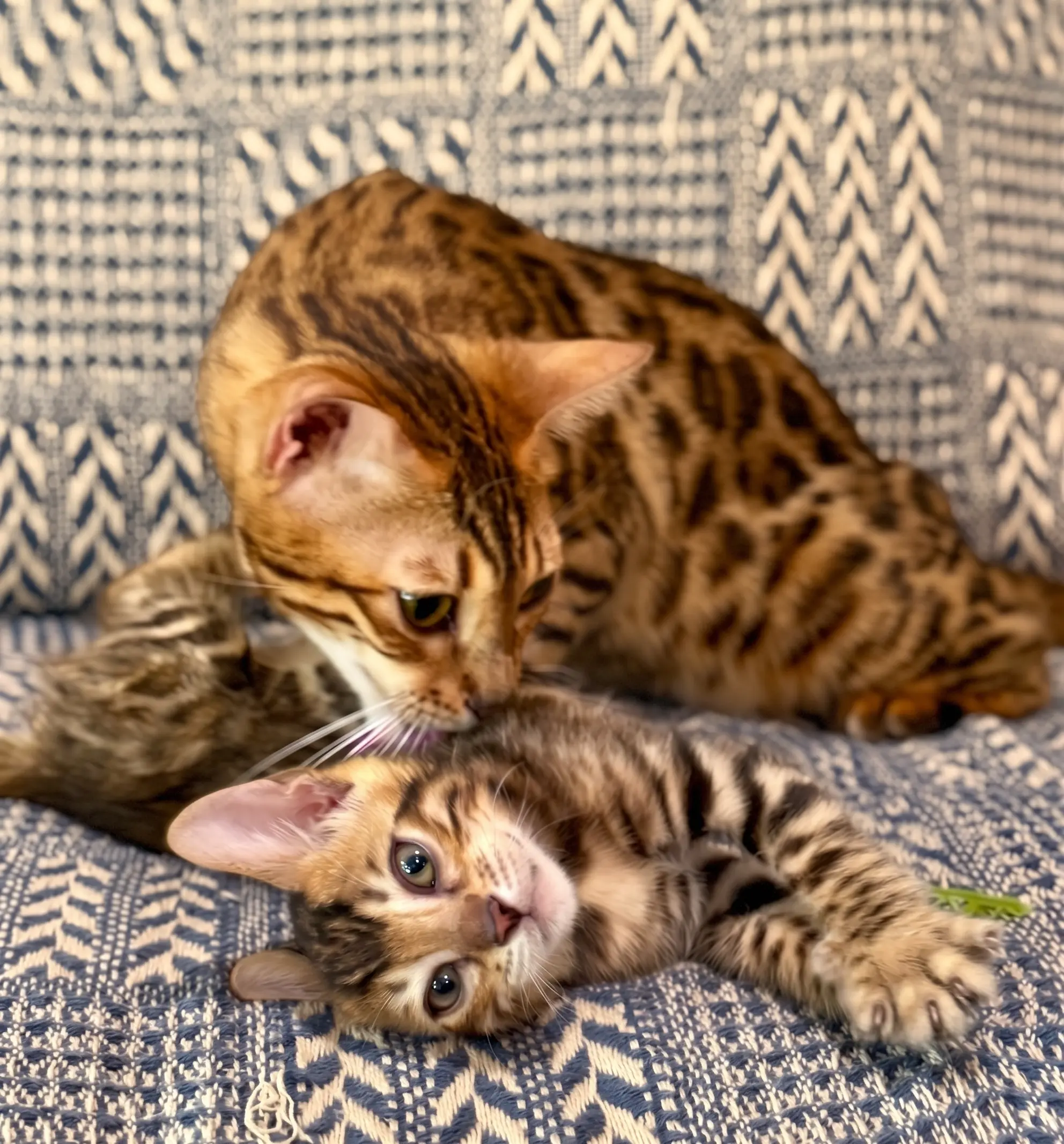 Fairytail Forest Bengal kitten portrait