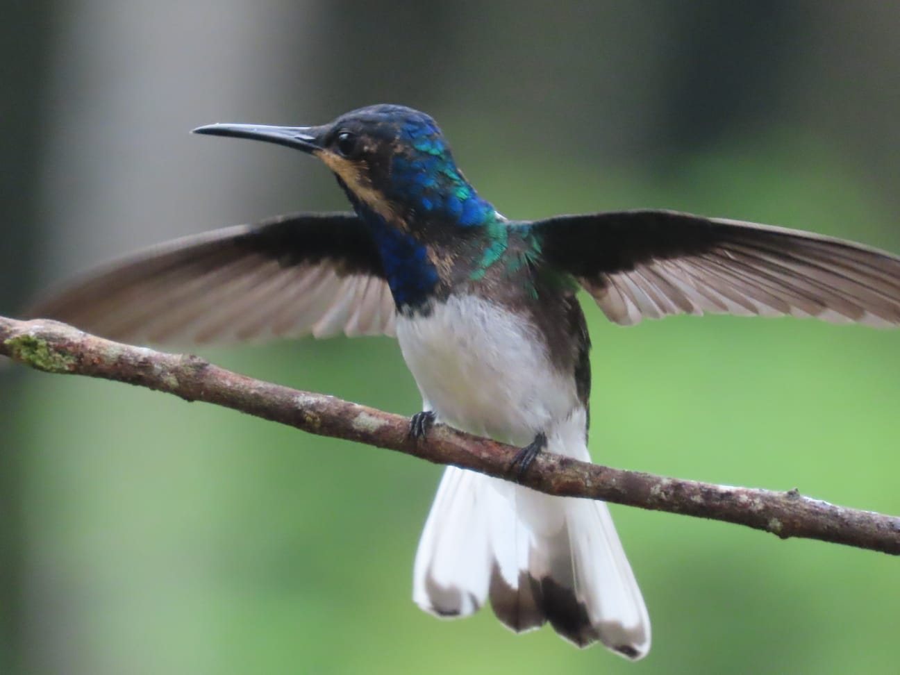A white-necked jacobin in flight