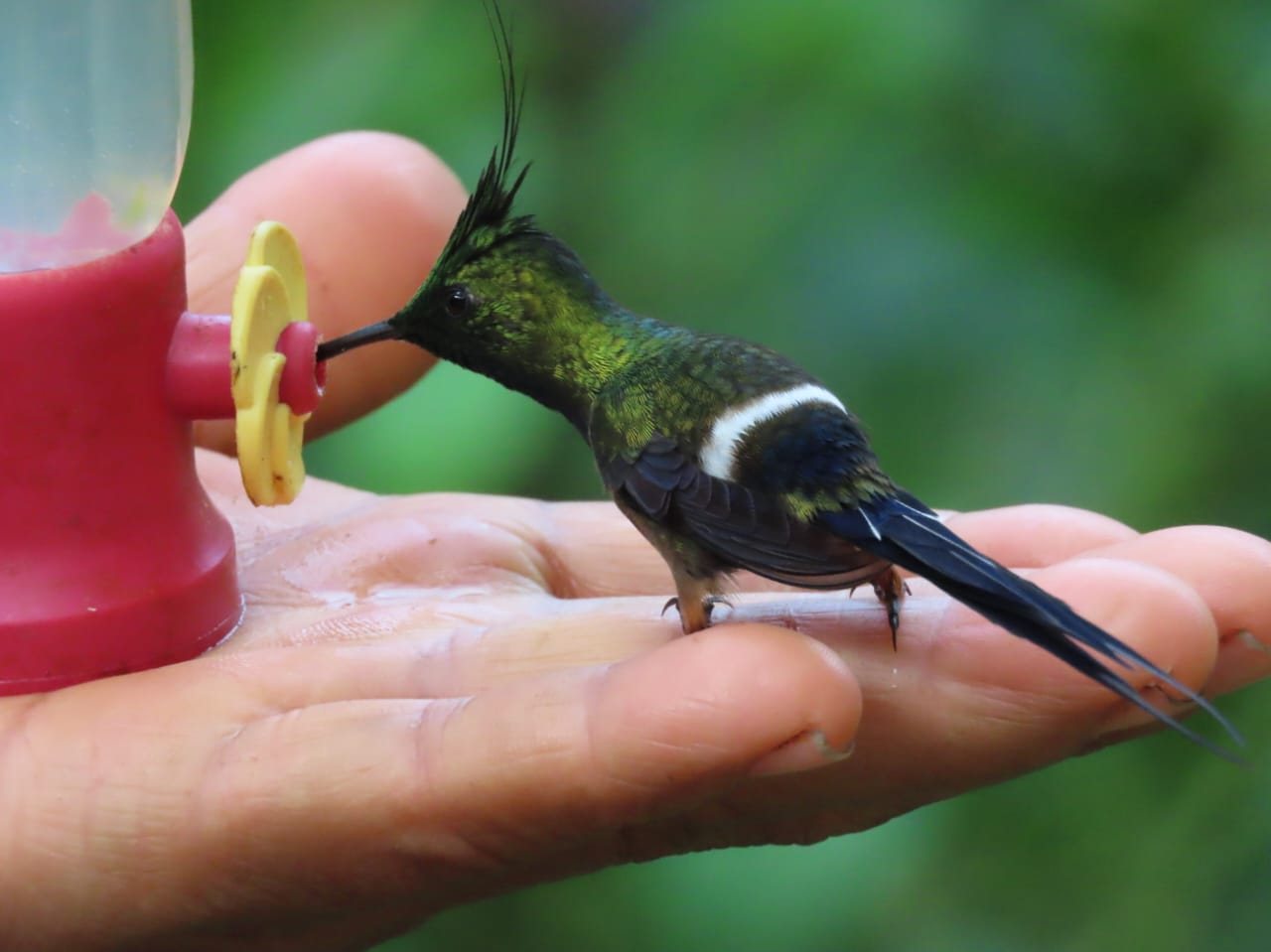 A hummingbird feeding from a hand at Amarun Pakcha