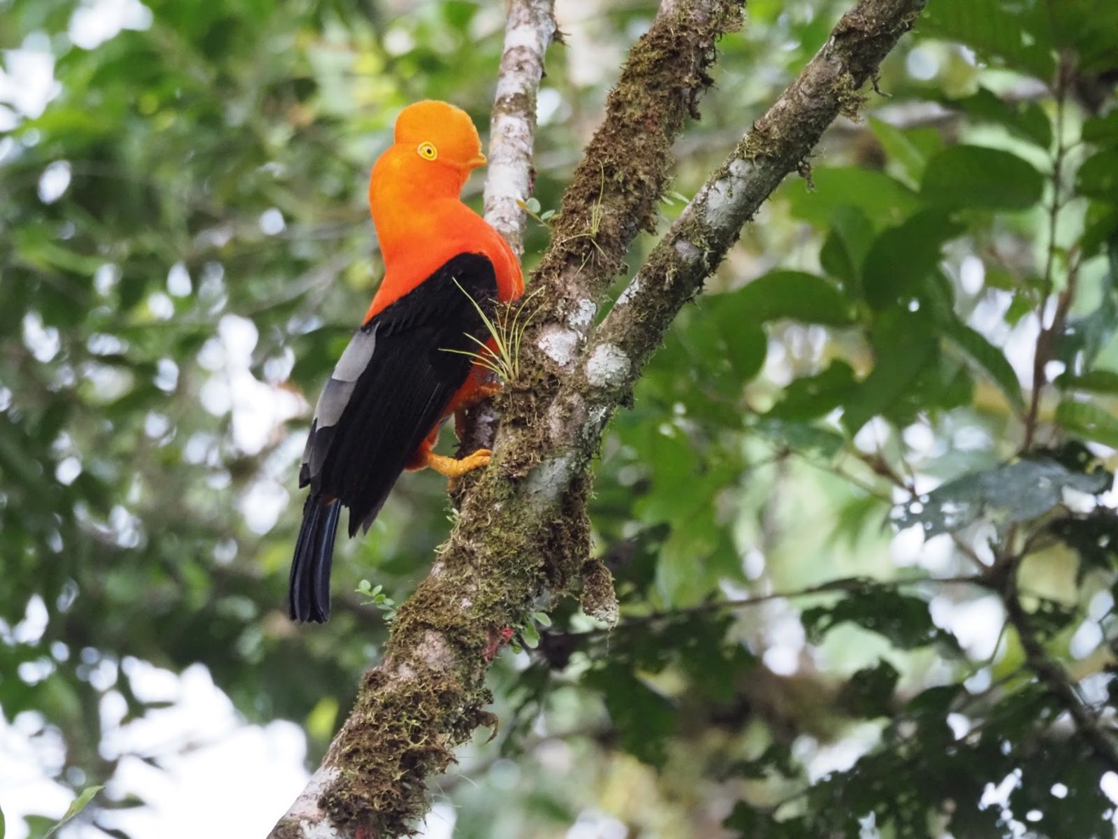 Amarun Pakcha · Ecuadorian Amazon