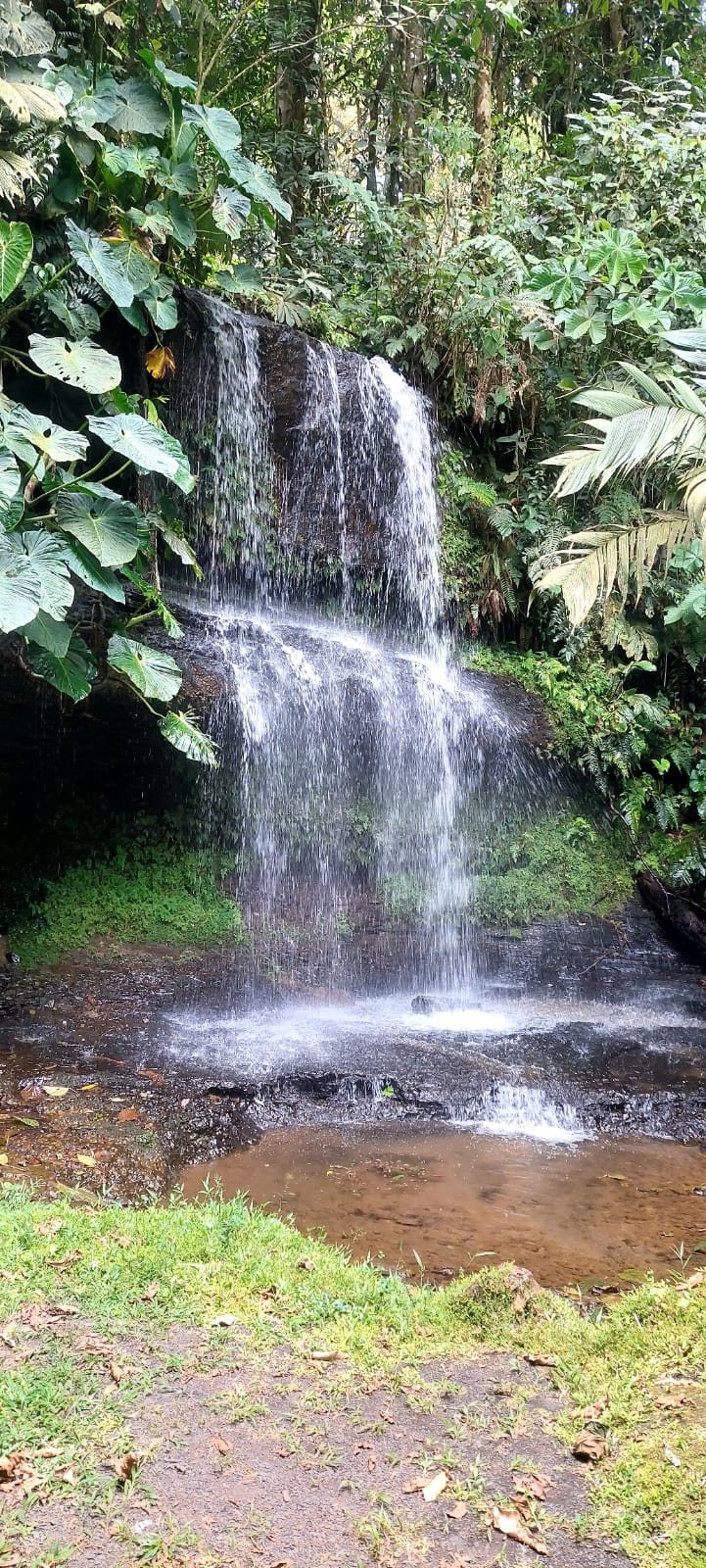 A forest waterfall
