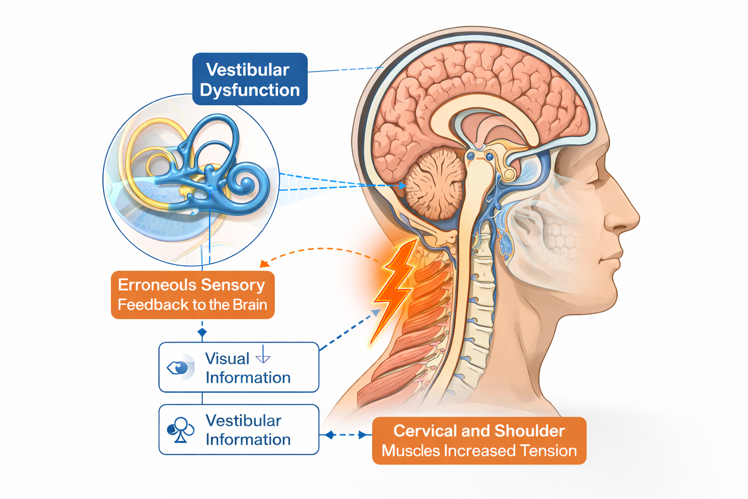 inputs y outputs entre el cerebro y los sistemas vestibular, visual y mecanoreceptivo