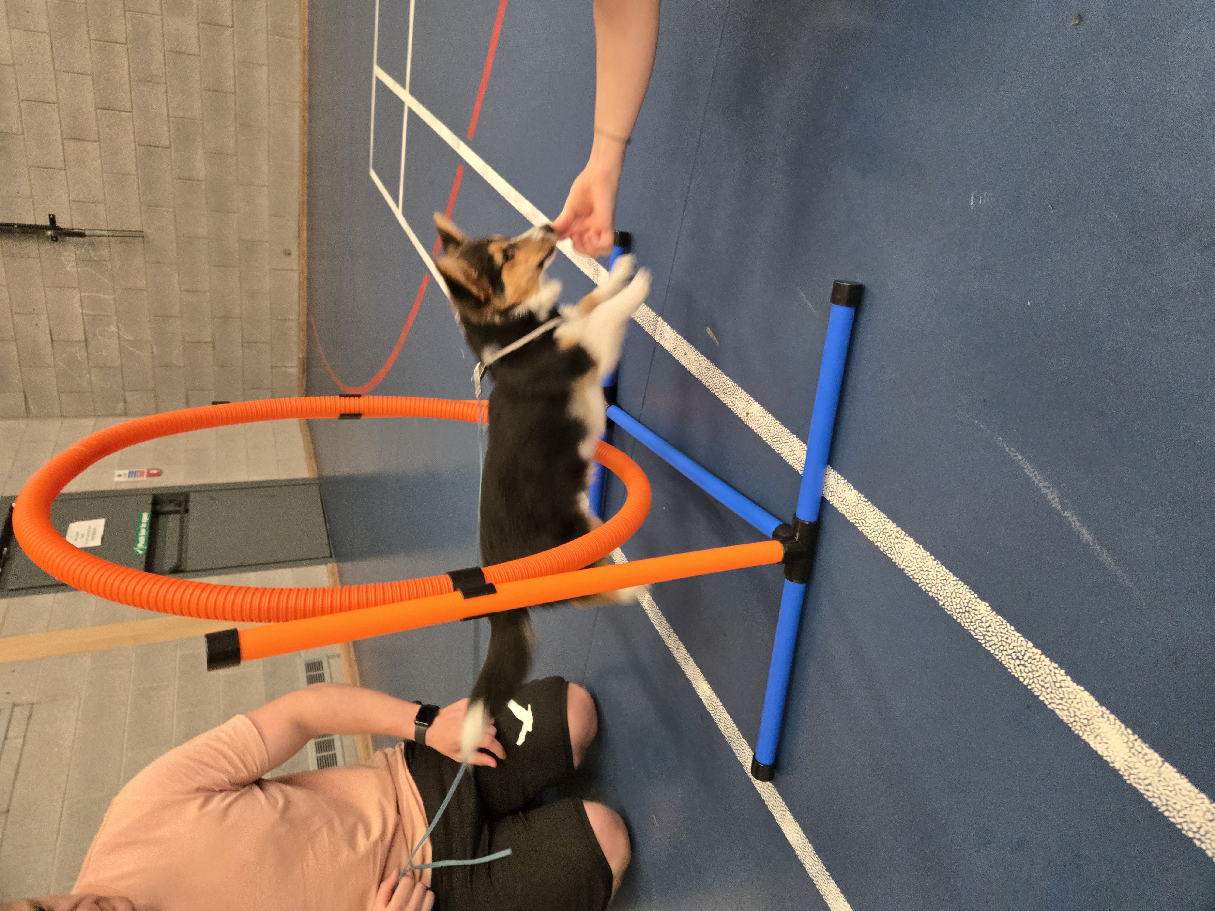 Puppy Training Games