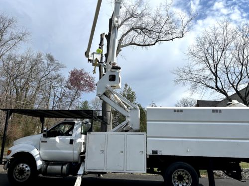 Stump Grinding Camden County