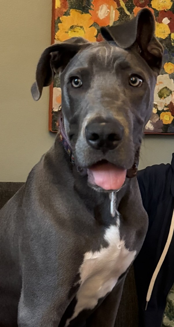 A blue-gray Great Dane puppy with a white chest sits facing the camera indoors. He has floppy ears, expressive eyes, and his tongue is out with a bit of drool hanging from his mouth. A colorful floral painting hangs on the wall behind him, and part of a person is visible beside him. A blue-gray Great Dane puppy with a white chest sits facing the camera indoors. He has floppy ears, expressive eyes, and his tongue is out with a bit of drool hanging from his mouth. A colorful floral painting hangs on the wall behind him, and part of a person is visible beside him.