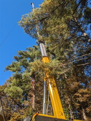 Tree care in Manchester nh