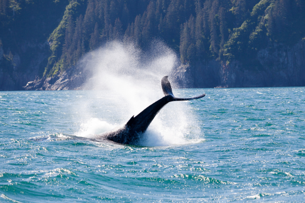 Wal im Meer Alaska
