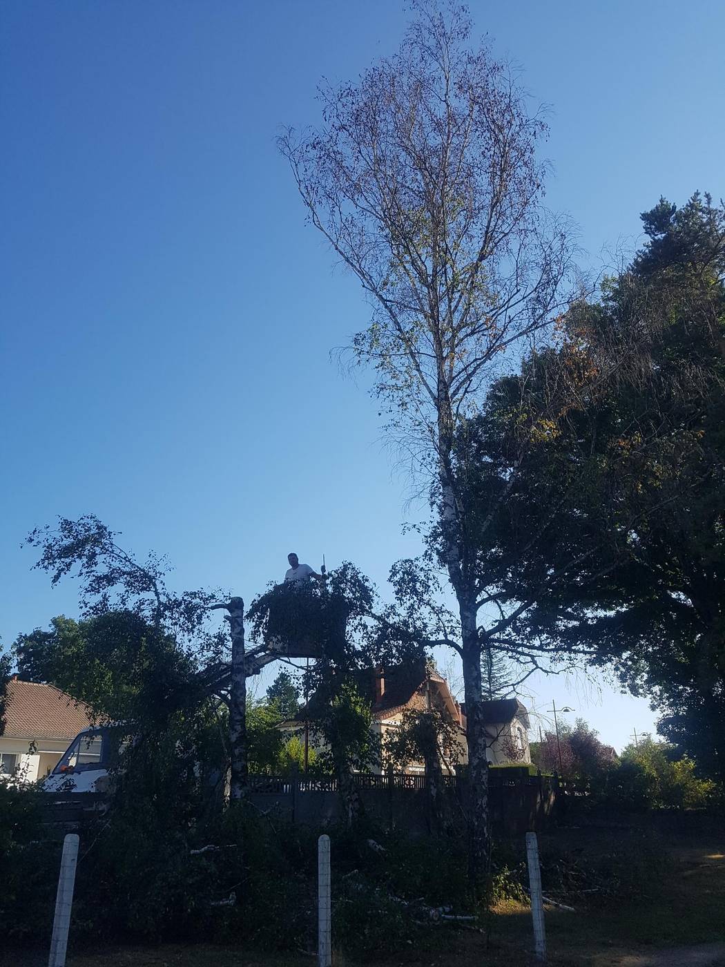 Grand arbre après élagage, nacelle et ciel dégagé, Allier