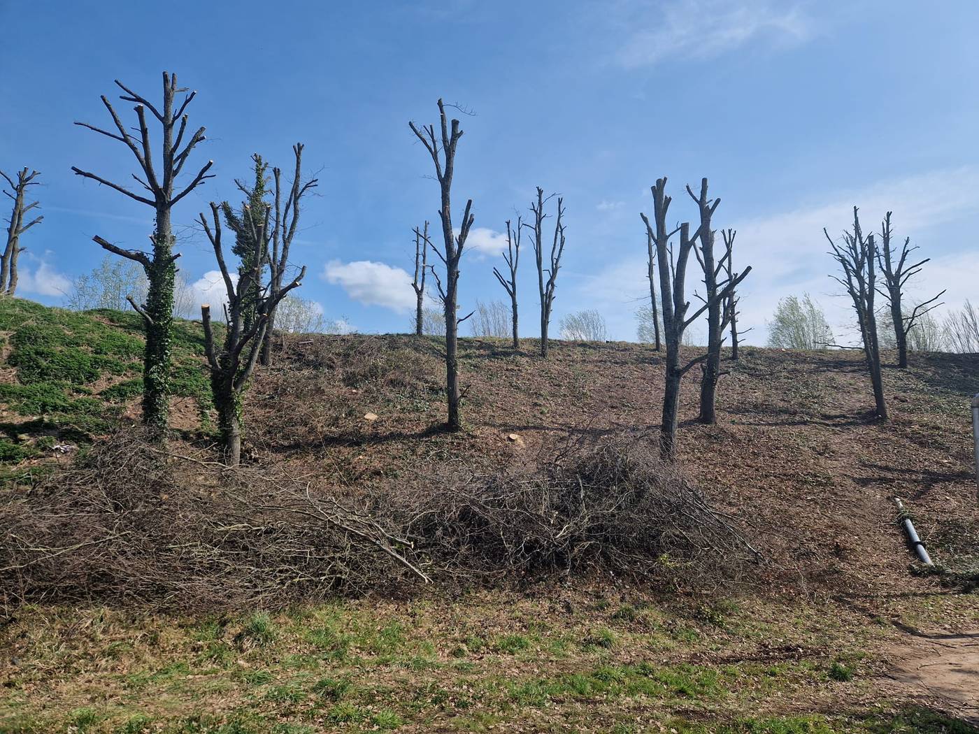 Le même coteau après élagage en grimpe : arbres réduits, branches rassemblées, Entreprise Reinard, Allier