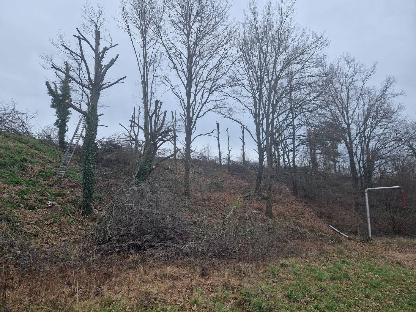 Coteau boisé avant élagage : arbres hauts et broussailles, Allier
