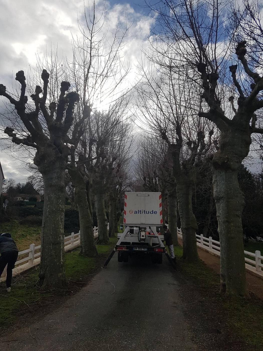 Alignement de platanes taillés en têtes de chat, élagage Entreprise Reinard dans l'Allier