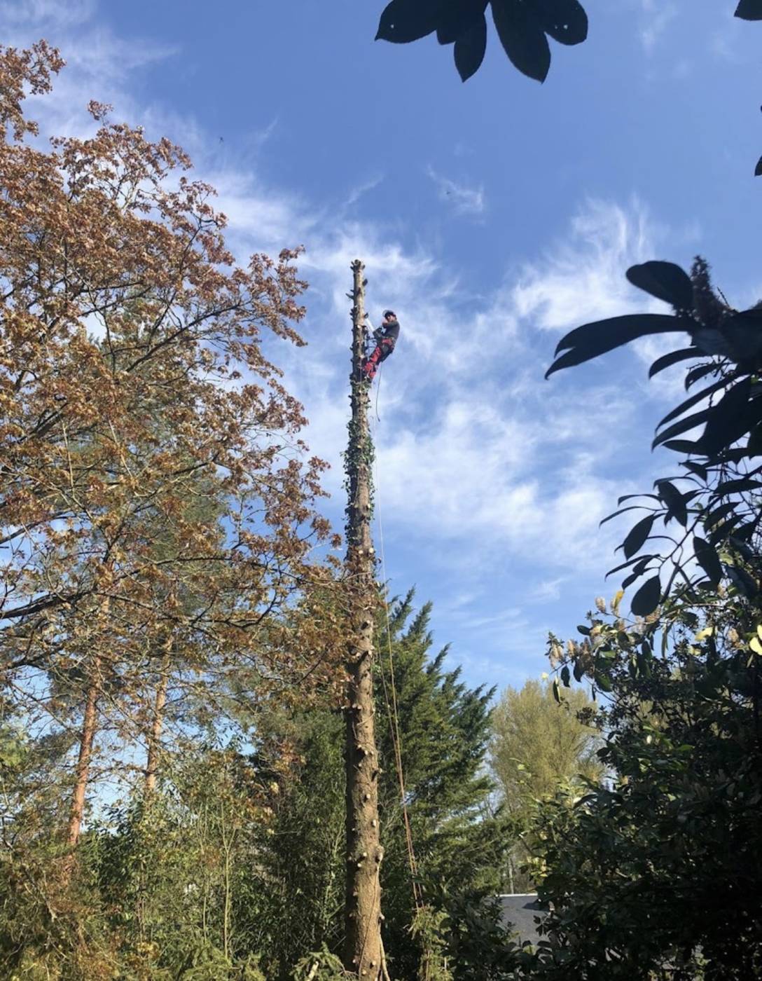 Élagueur grimpeur au sommet d'un résineux, abattage par démontage, Allier