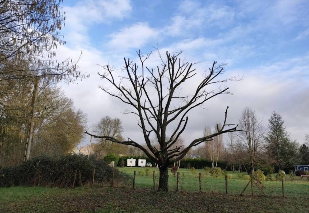 Arbre après réduction de hauteur en bord de pré, élagage dans l'Allier