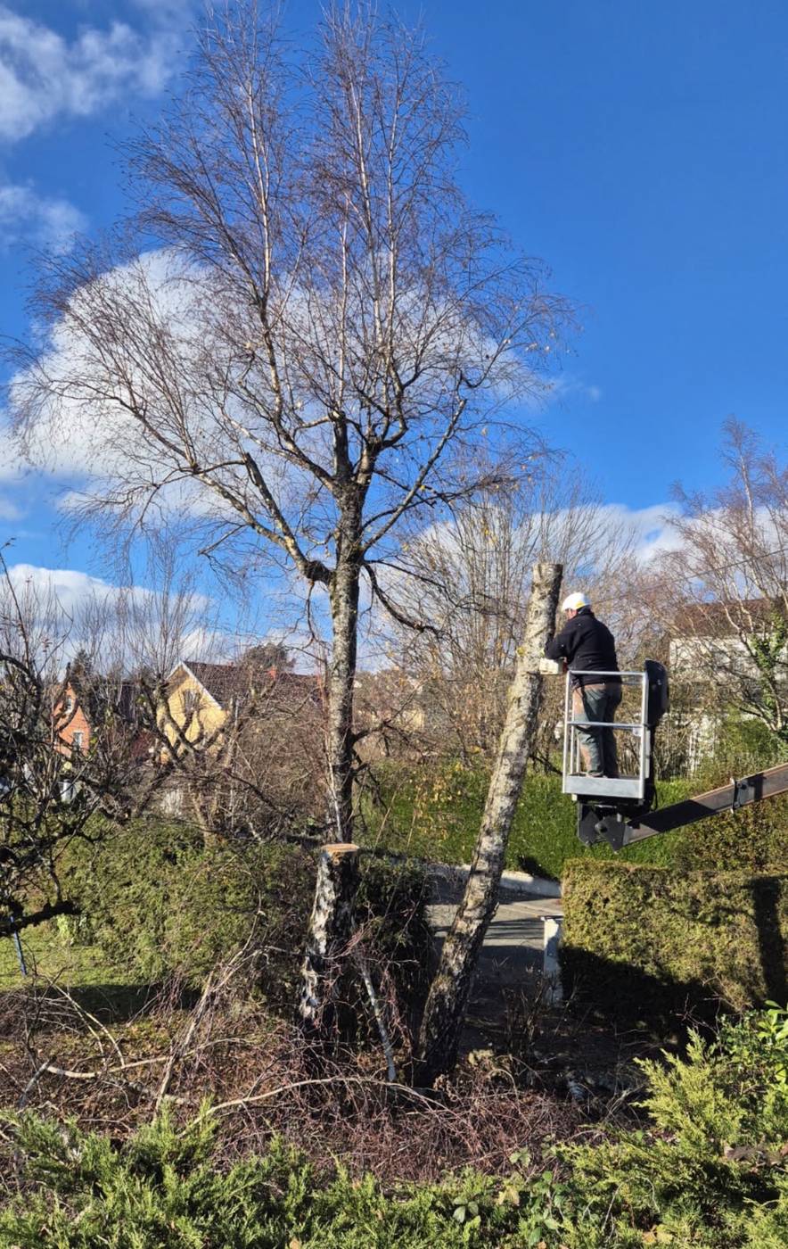 Élagage d'un arbre à la nacelle, Entreprise Reinard, Allier