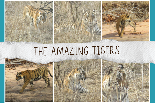 Tiger collage Tiger collage