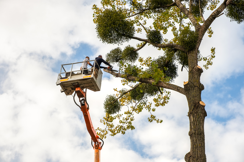 Glendale, AZ Tree Removal