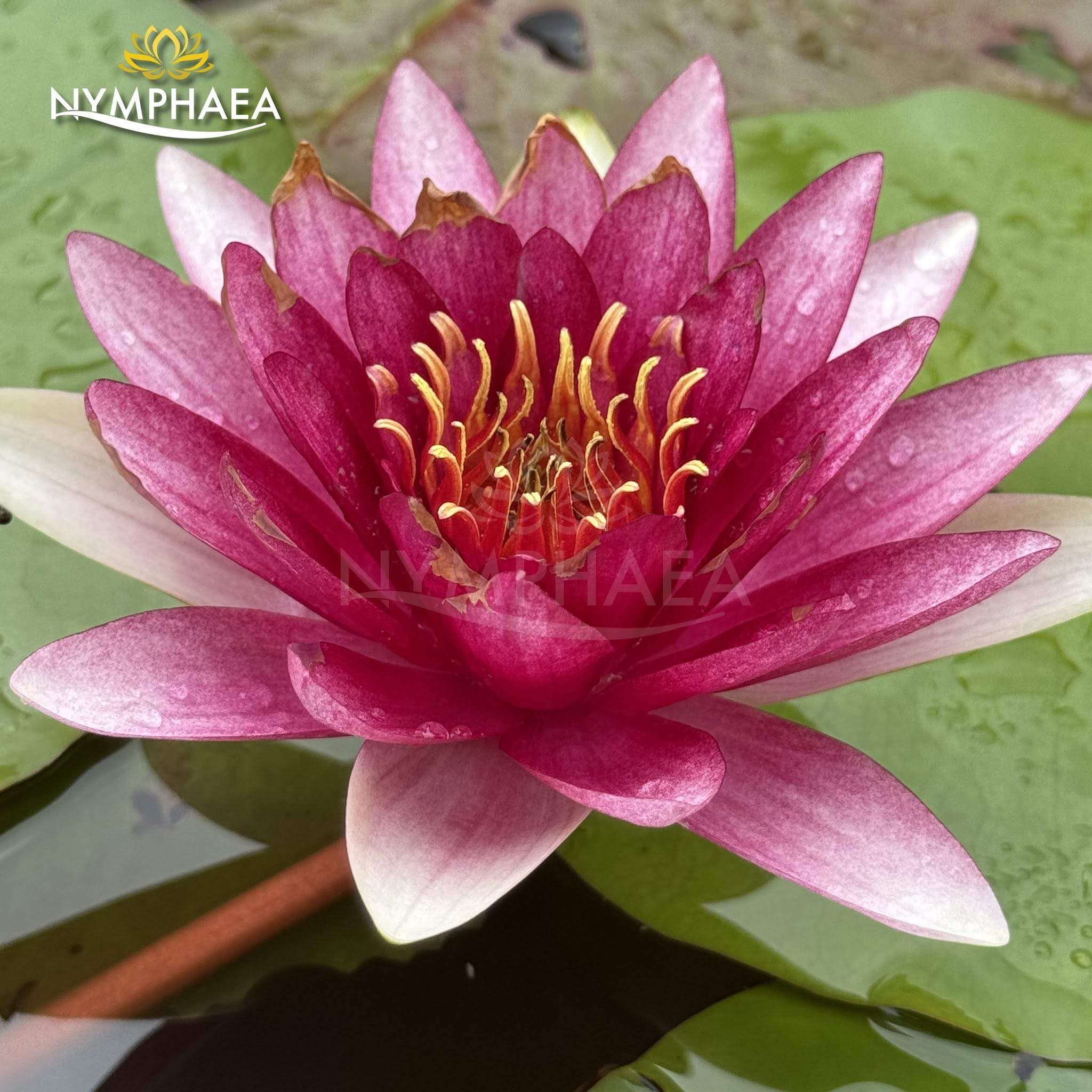 Nymphaea Magenta Empress water lily