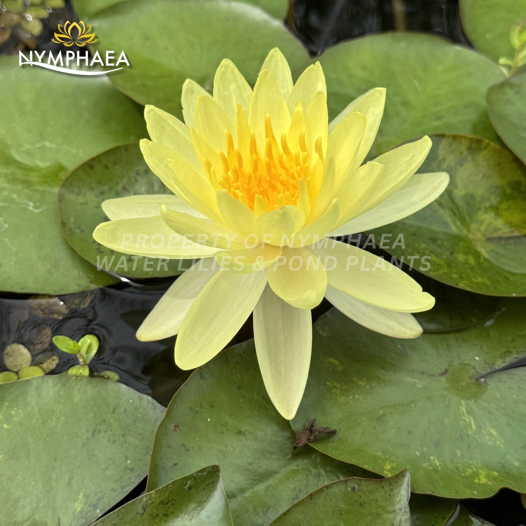 Nymphaea Golden Dawn yellow water lily