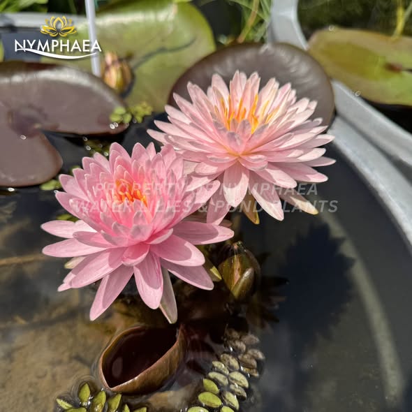 Nymphaea Blush Pearl pink water lilies in pot