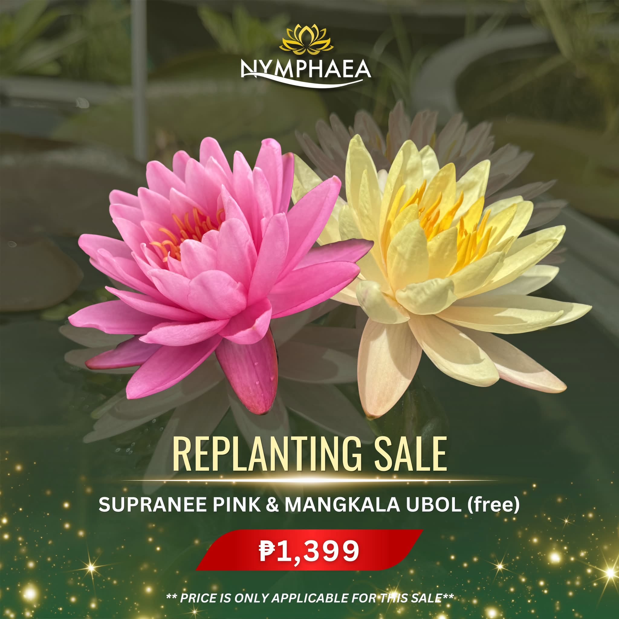 Supranee Pink and Mangkala Ubol replanting sale bundle
